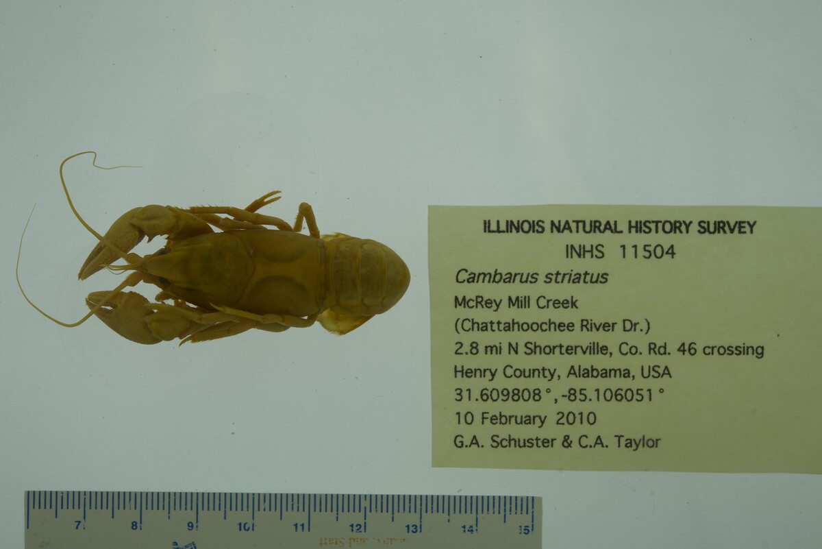 Cambarus striatus image